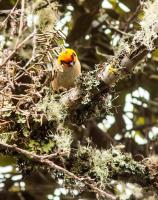 thumb_Flame-Faced Tanager